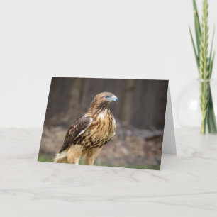 Red-tailed hawk in the Hudson Valley Card