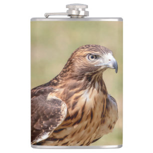 Red-tailed hawk in the Hudson Valley Hip Flask