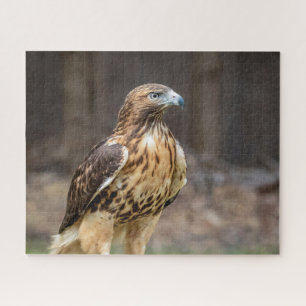 Red-tailed hawk in the Hudson Valley Jigsaw Puzzle
