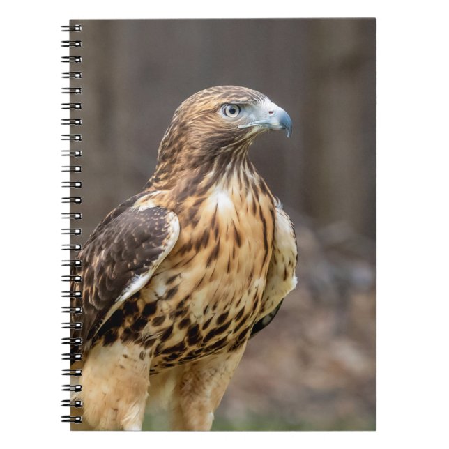 Red-tailed hawk in the Hudson Valley Notebook (Front)