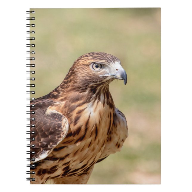 Red-tailed hawk in the Hudson Valley Notebook (Front)