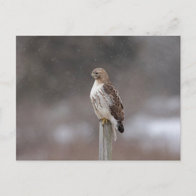 Red-tailed hawk in the Hudson Valley Postcard (Front)