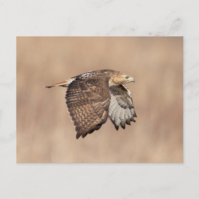 Red-tailed hawk in the Hudson Valley Postcard (Front)