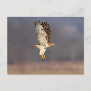 Red-tailed hawk in the Hudson Valley Postcard
