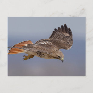 Red-tailed hawk in the Hudson Valley Postcard