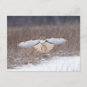 Red-tailed hawk in the Hudson Valley Postcard