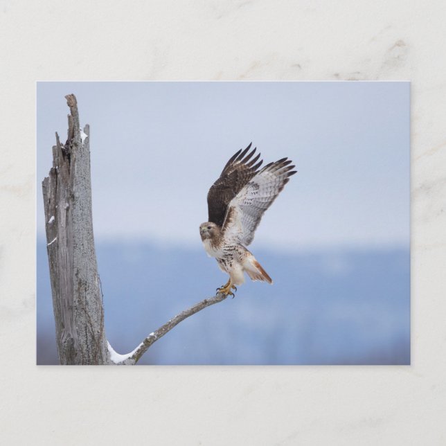 Red-tailed hawk in the Hudson Valley Postcard (Front)