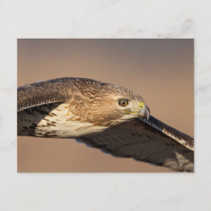 Red-tailed hawk in the Hudson Valley Postcard
