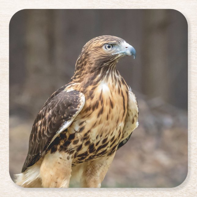 Red-tailed hawk in the Hudson Valley Square Paper Coaster (Front)