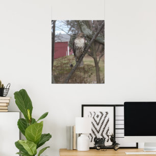 Red-tailed Hawk in Tree Poster