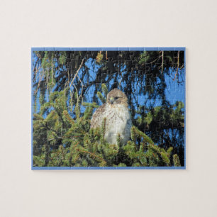 Red Tailed Hawk Jigsaw Puzzle