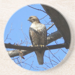 Red Tailed Hawk (Juvenile) Coasters