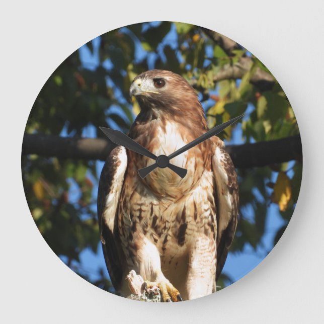 Red Tailed Hawk Large Clock (Front)