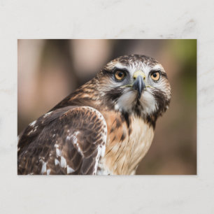 Red-tailed hawk looking with anger postcard