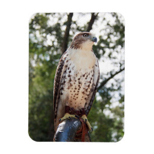 Red-Tailed Hawk Magnet