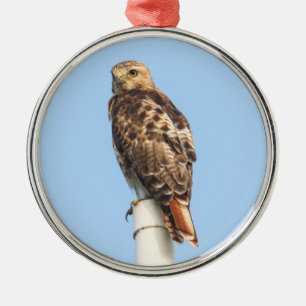 Red-tailed Hawk Metal Tree Decoration