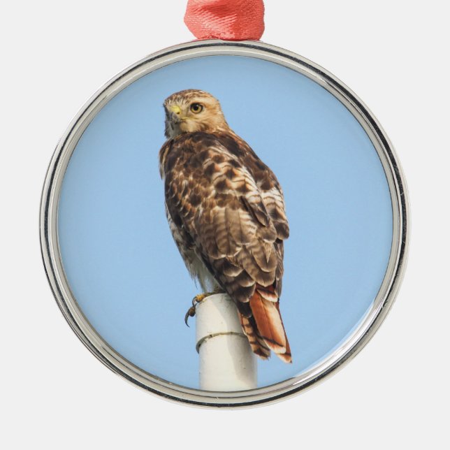 Red-tailed Hawk Metal Tree Decoration (Front)