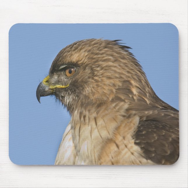 Red-tailed Hawk Mouse Mat (Front)