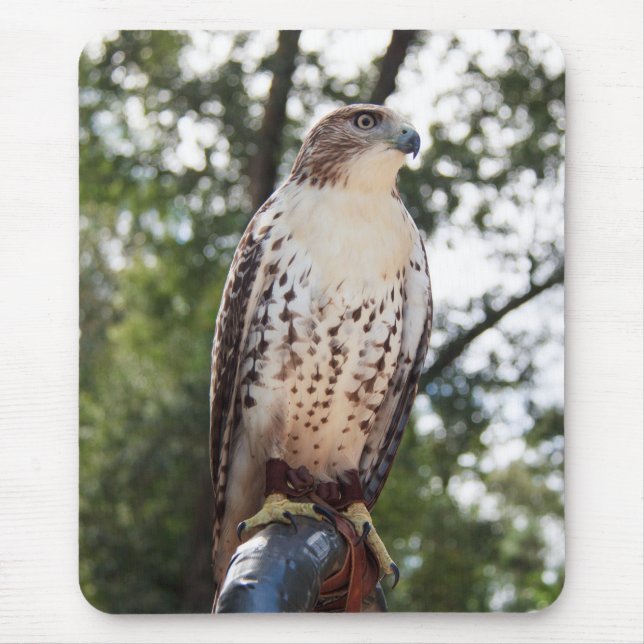 Red-Tailed Hawk Mouse Mat (Front)