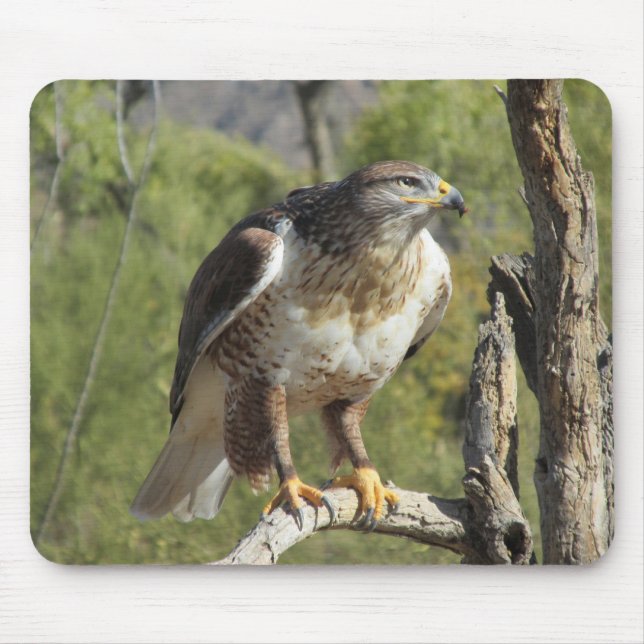 Red Tailed Hawk Mousepad (Front)