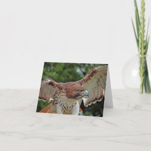 Red-tailed Hawk note card