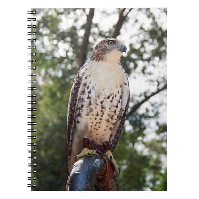 Red-Tailed Hawk Notebook (Front)