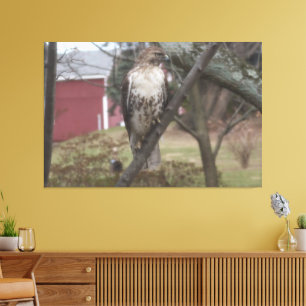 Red-tailed Hawk on Tree Red Barn 60" x 40" Canvas Print