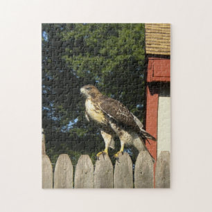 Red Tailed Hawk on Wooden Fence Jigsaw Puzzle