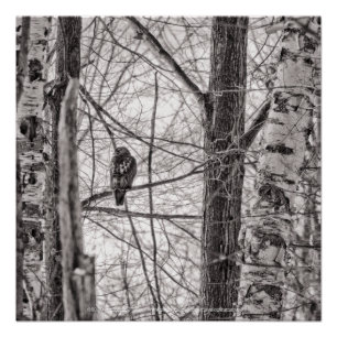 Red-tailed Hawk P8443 Poster