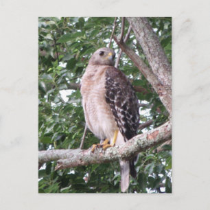 Red Tailed Hawk Photo Postcard