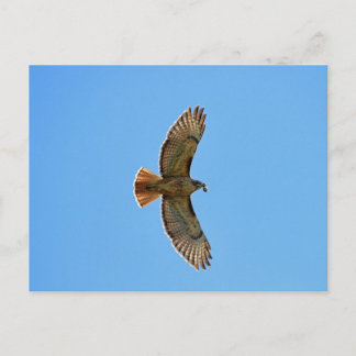 Red-Tailed Hawk Photo Postcard