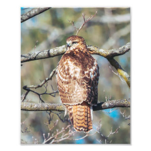 Red-tailed Hawk Photo Print