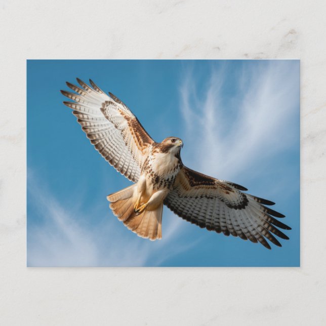 Red-tailed hawk postcard (Front)