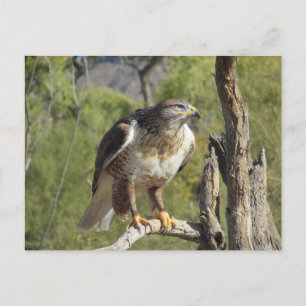 Red Tailed Hawk Postcard