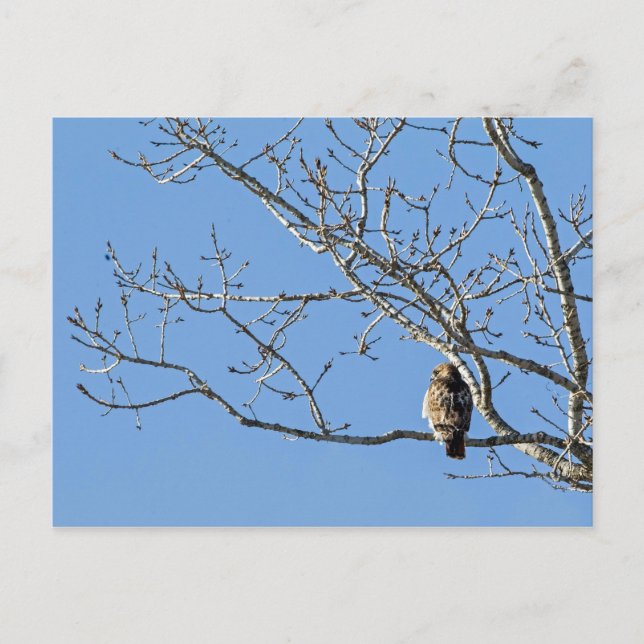 Red Tailed Hawk Postcard (Front)