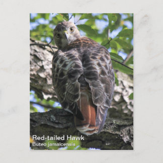 Red-tailed Hawk Postcard