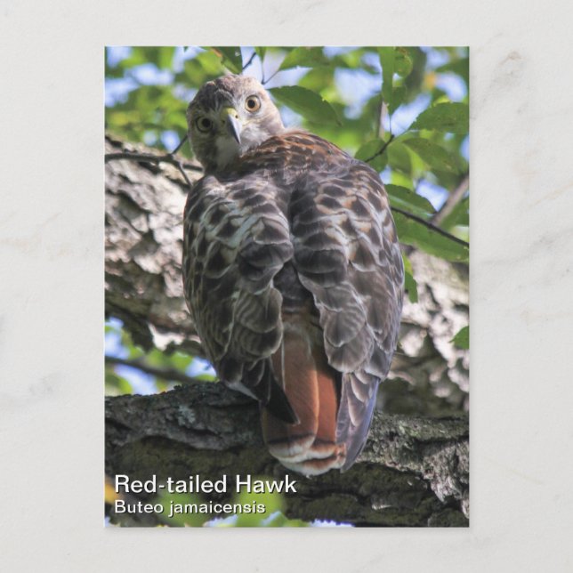 Red-tailed Hawk Postcard (Front)