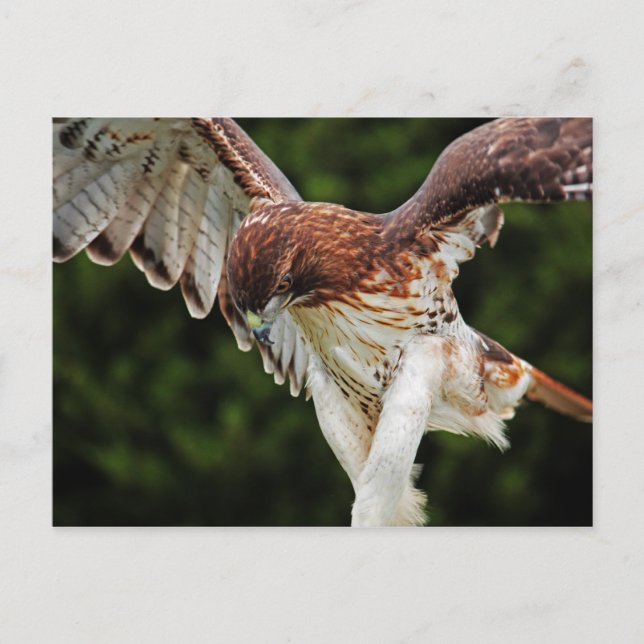 Red-Tailed Hawk postcard (Front)
