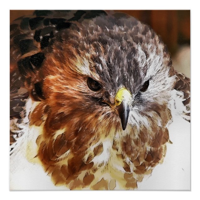 RED TAILED HAWK POSTER (Front)