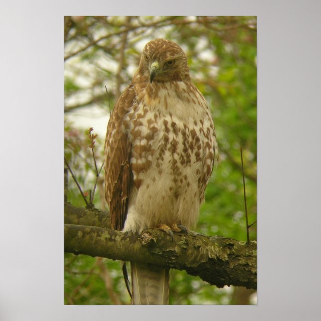 Red Tailed Hawk Poster (Front)