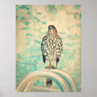Red-tailed Hawk