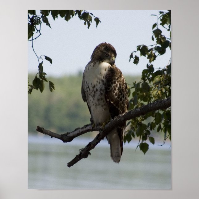 Red Tailed Hawk Poster (Front)