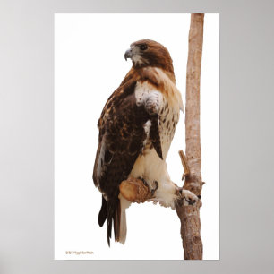 Red Tailed Hawk Poster