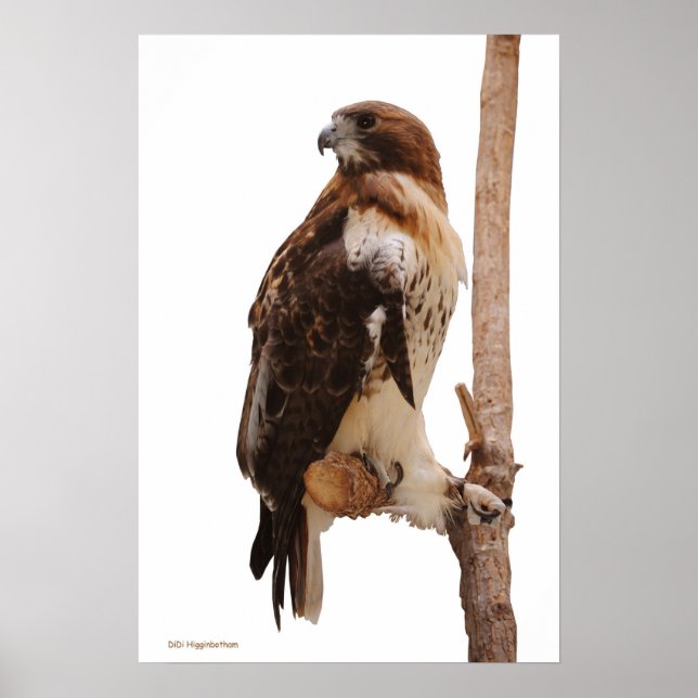 Red Tailed Hawk Poster (Front)