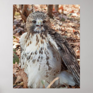 Red Tailed Hawk Poster