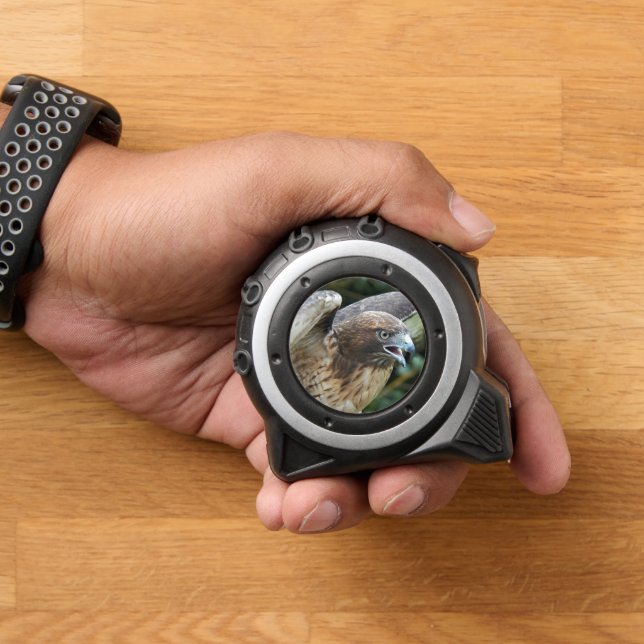 Red-tailed Hawk Raptor Photo 1 (Home)