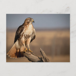 Red-tailed hawk Relaxing Postcard