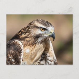 Red-tailed hawk Seating Postcard