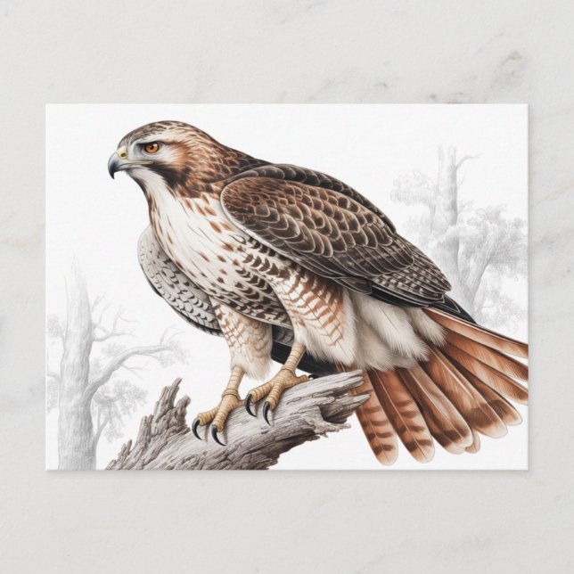 Red-tailed hawk sketch postcard (Front)