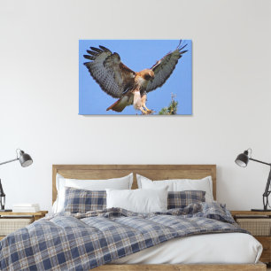 Red-tailed Hawk Soft Landing Stretch Canvas Print
